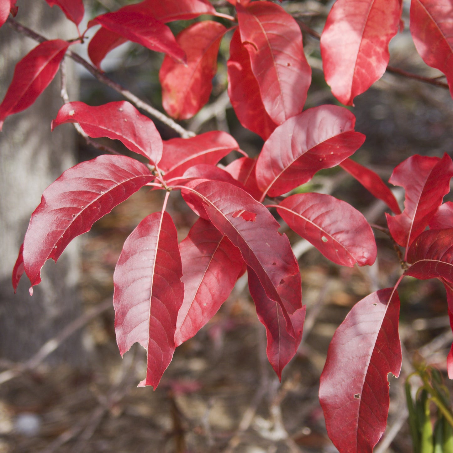 Sourwood Tree