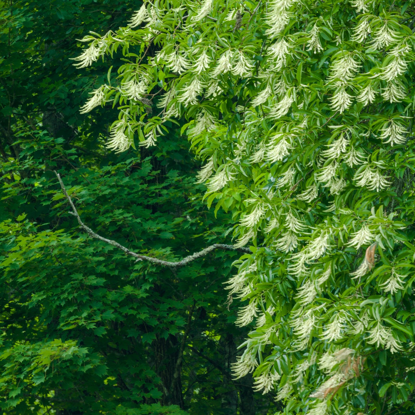 Sourwood Tree