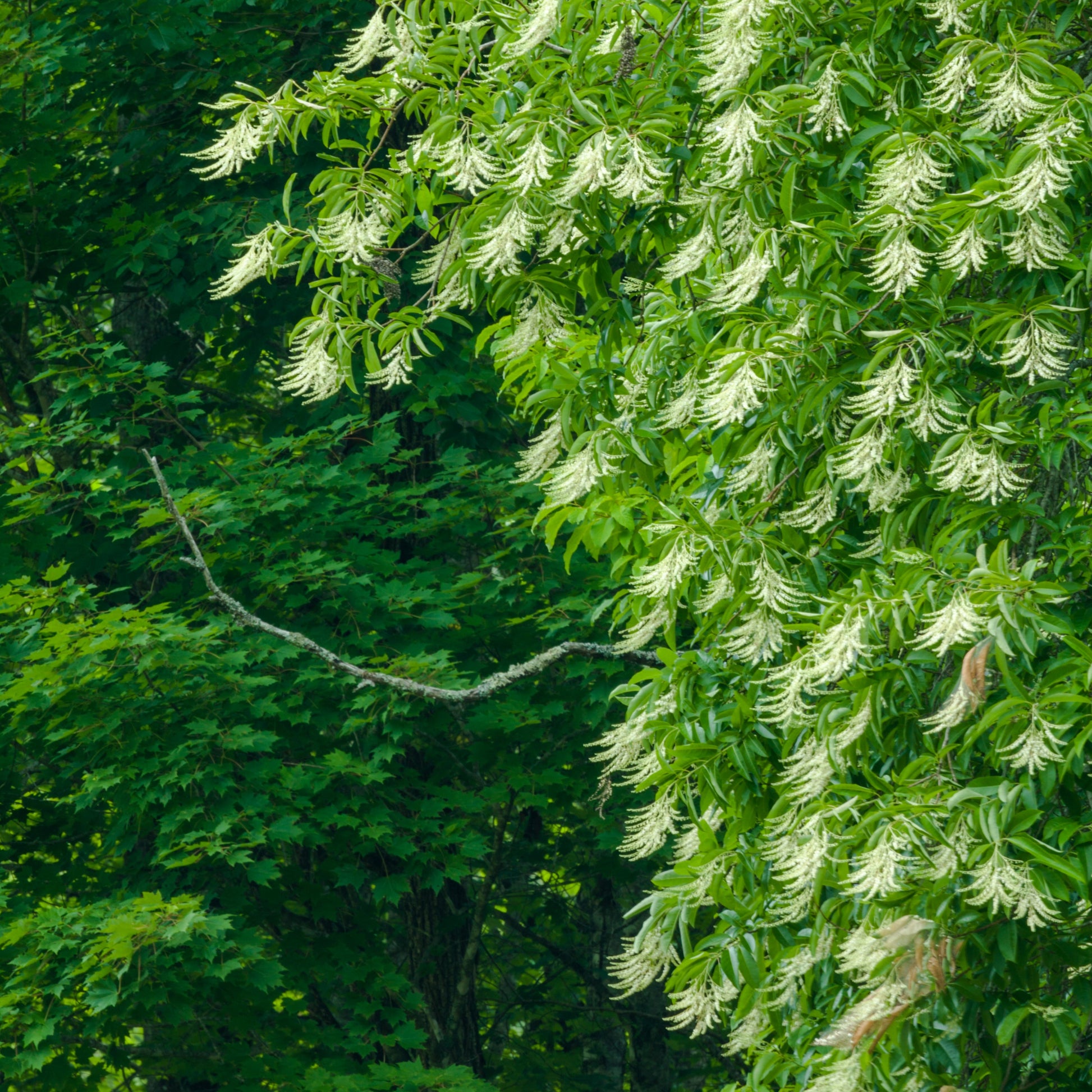 Sourwood Tree - Shade Tree - Buy Online at Barely Rooted