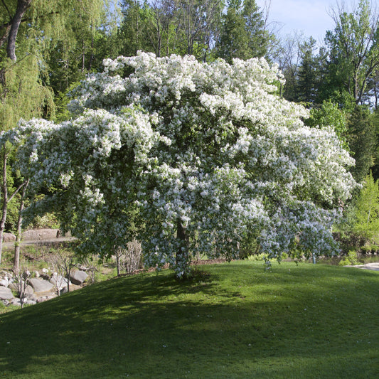Spring Snow Crabapple - Flowering Tree - Buy Online at Barely Rooted