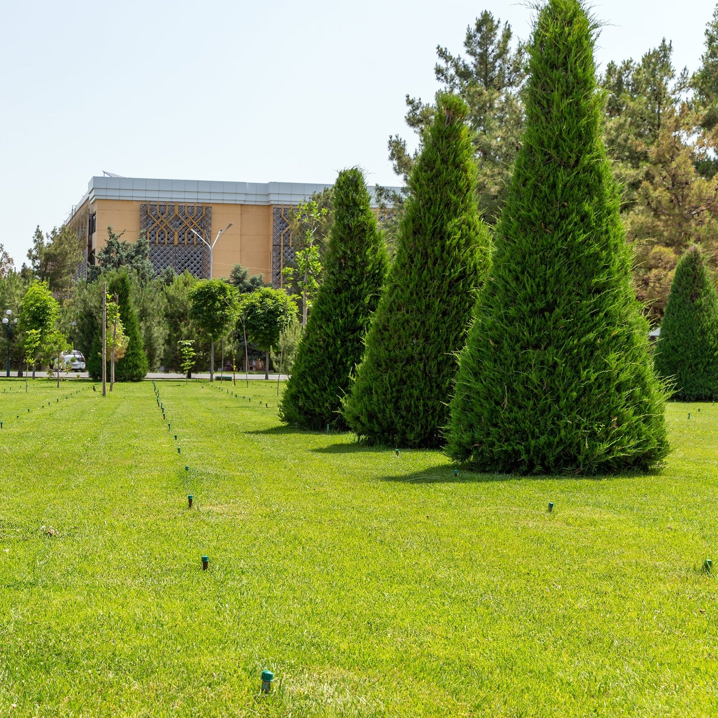Steeplechase Arborvitae - Evergreen - Buy Online at Barely Rooted
