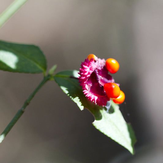 Strawberry Bush - Flowering Shrub - Buy Online at Barely Rooted