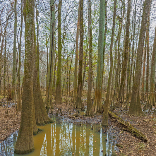 Swamp Tupelo Tree - Trees - Buy Online at Barely Rooted