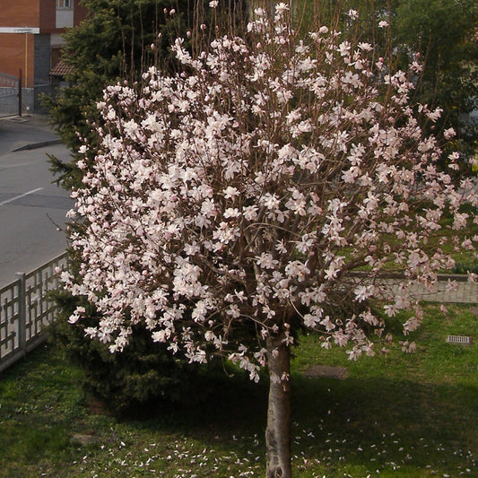 Sweetbay Magnolia Tree - Flowering Tree - Buy Online at Barely Rooted