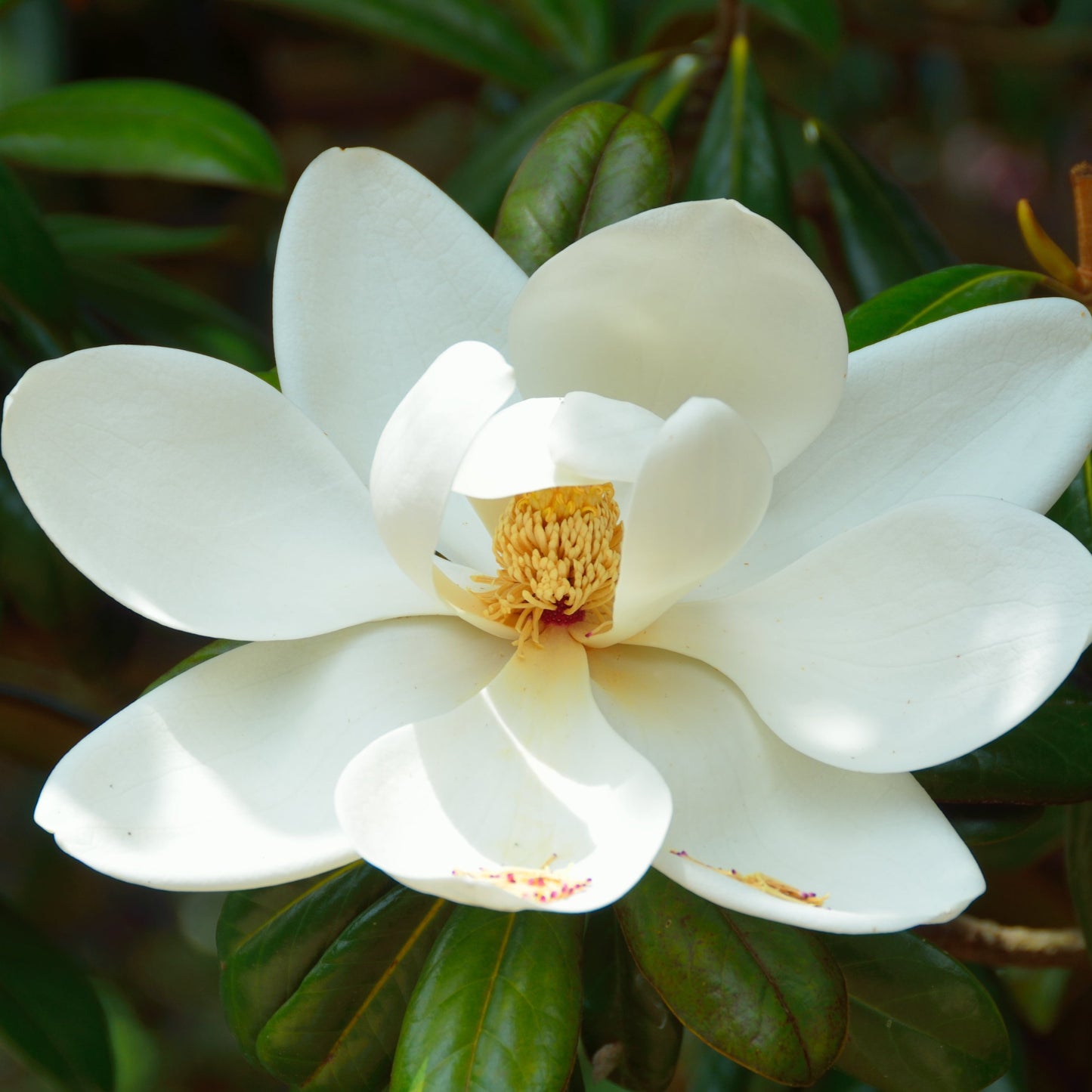 Sweetbay Magnolia Tree - Flowering Tree - Buy Online at Barely Rooted