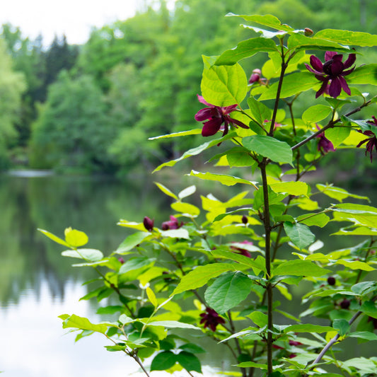 Sweet Shrub - Flowering Shrub - Buy Online at Barely Rooted