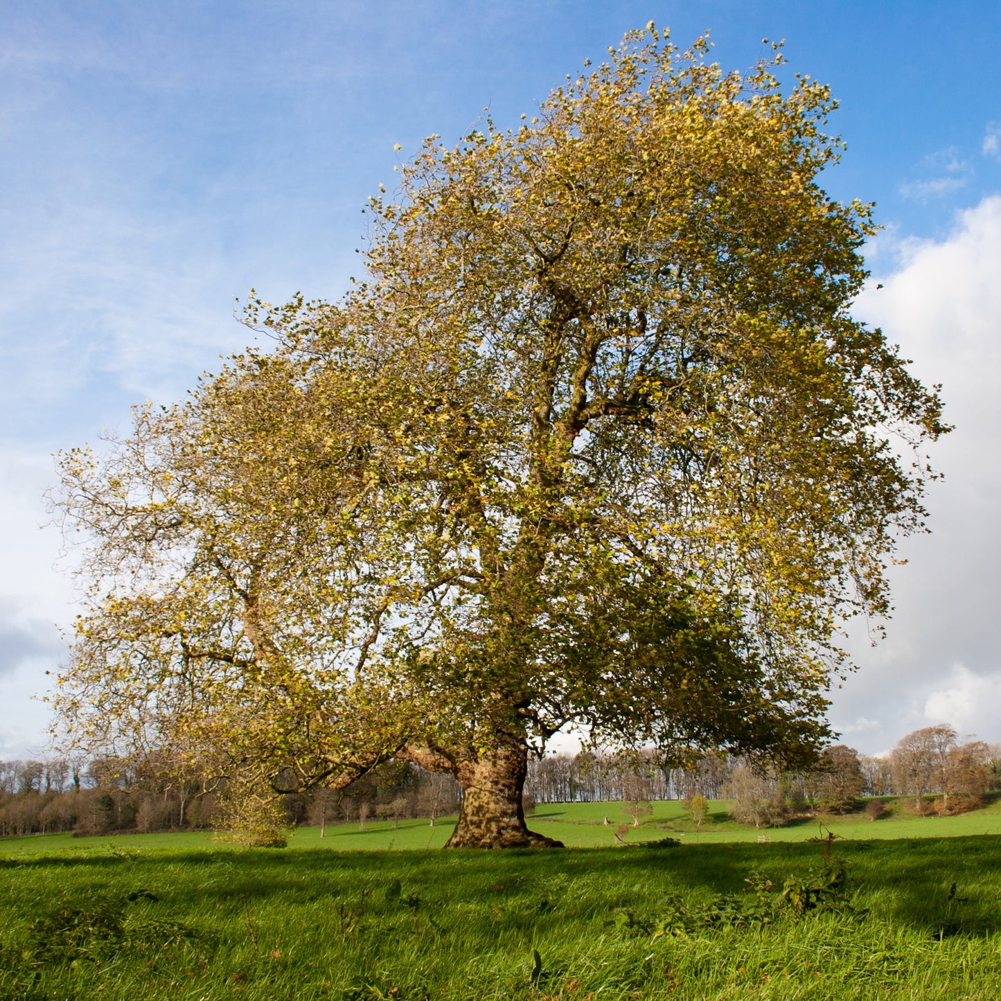 American Sycamore Tree - Shade Tree - Buy Online at Barely Rooted