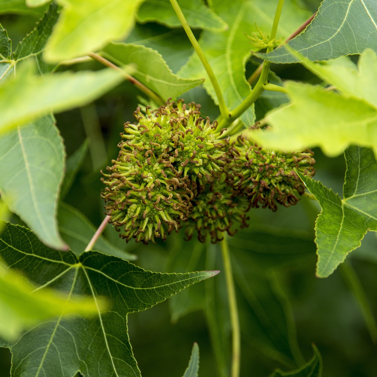 American Sweetgum Tree - Shade Tree - Buy Online at Barely Rooted