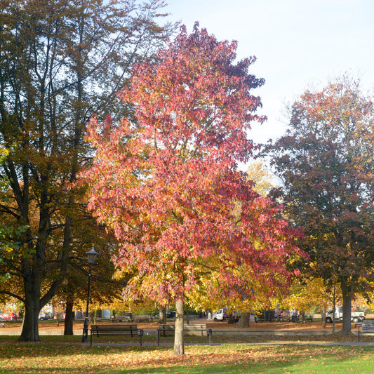 American Sweetgum Tree - Shade Tree - Buy Online at Barely Rooted