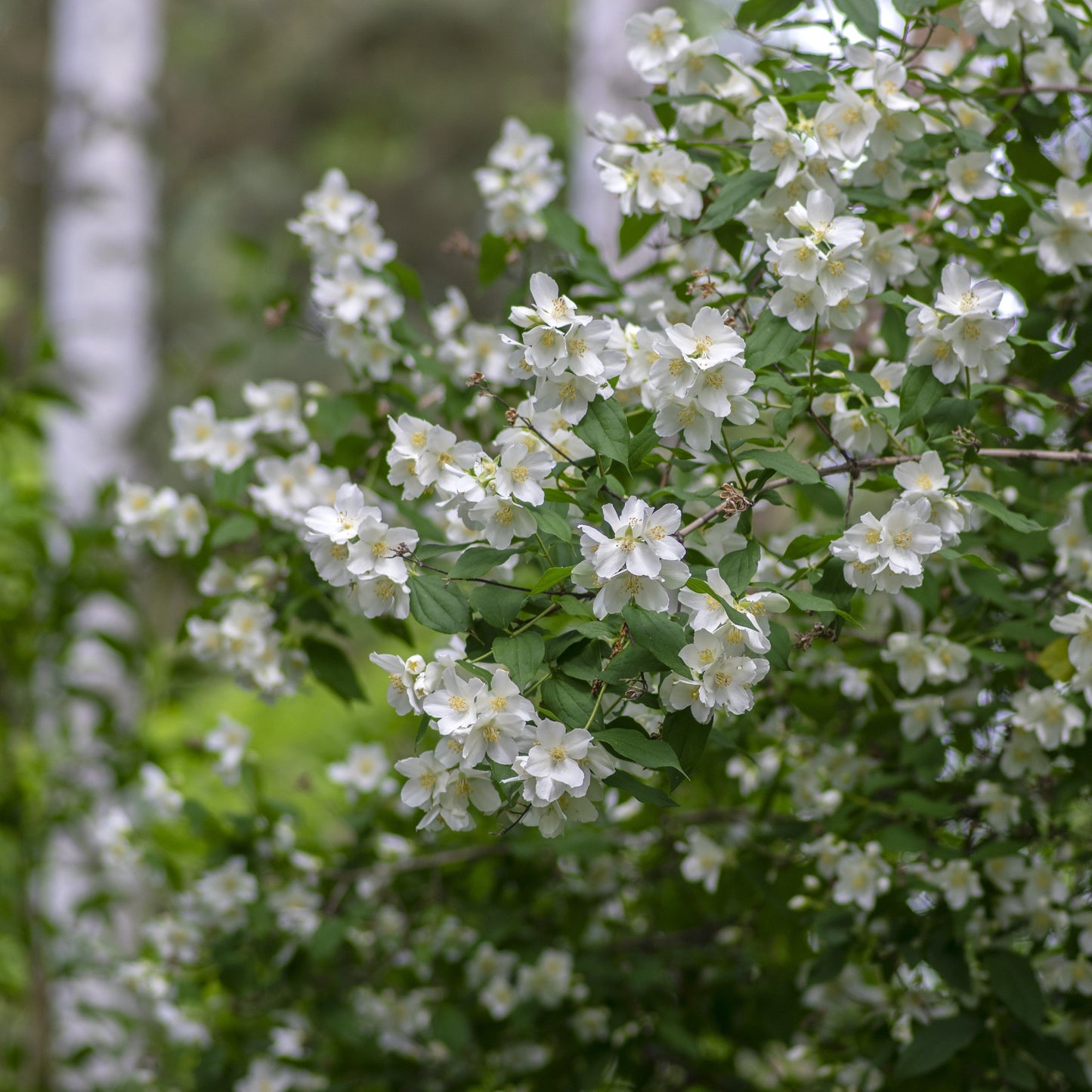 Sweet Mock Orange Shrub - Bare Root - Buy Online at Barely Rooted