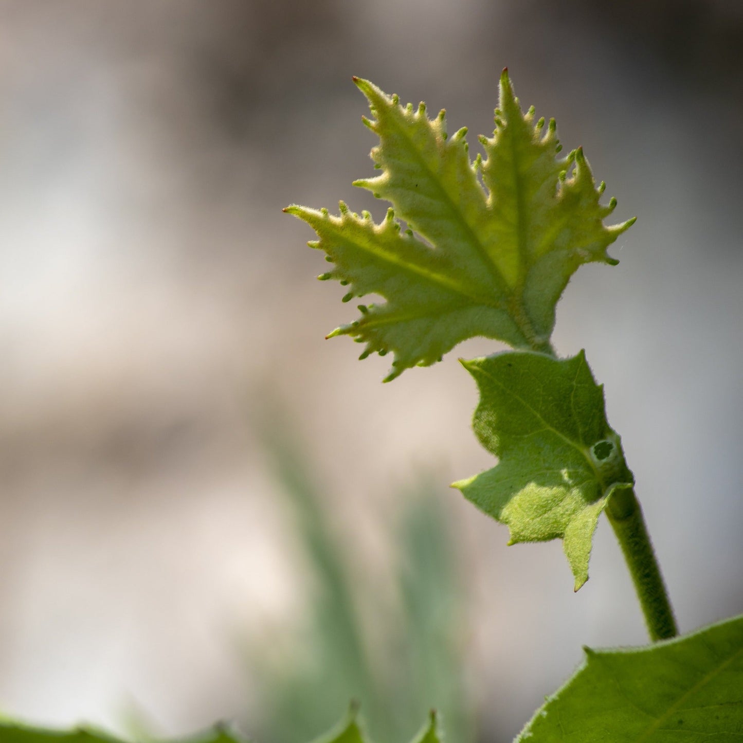 American Sycamore Tree - Shade Tree - Buy Online at Barely Rooted