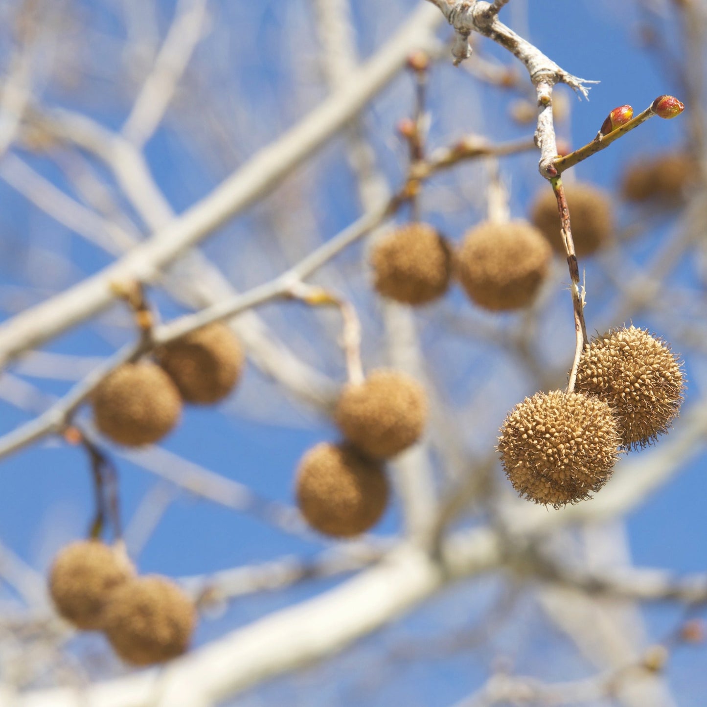 American Sycamore Tree - Shade Tree - Buy Online at Barely Rooted