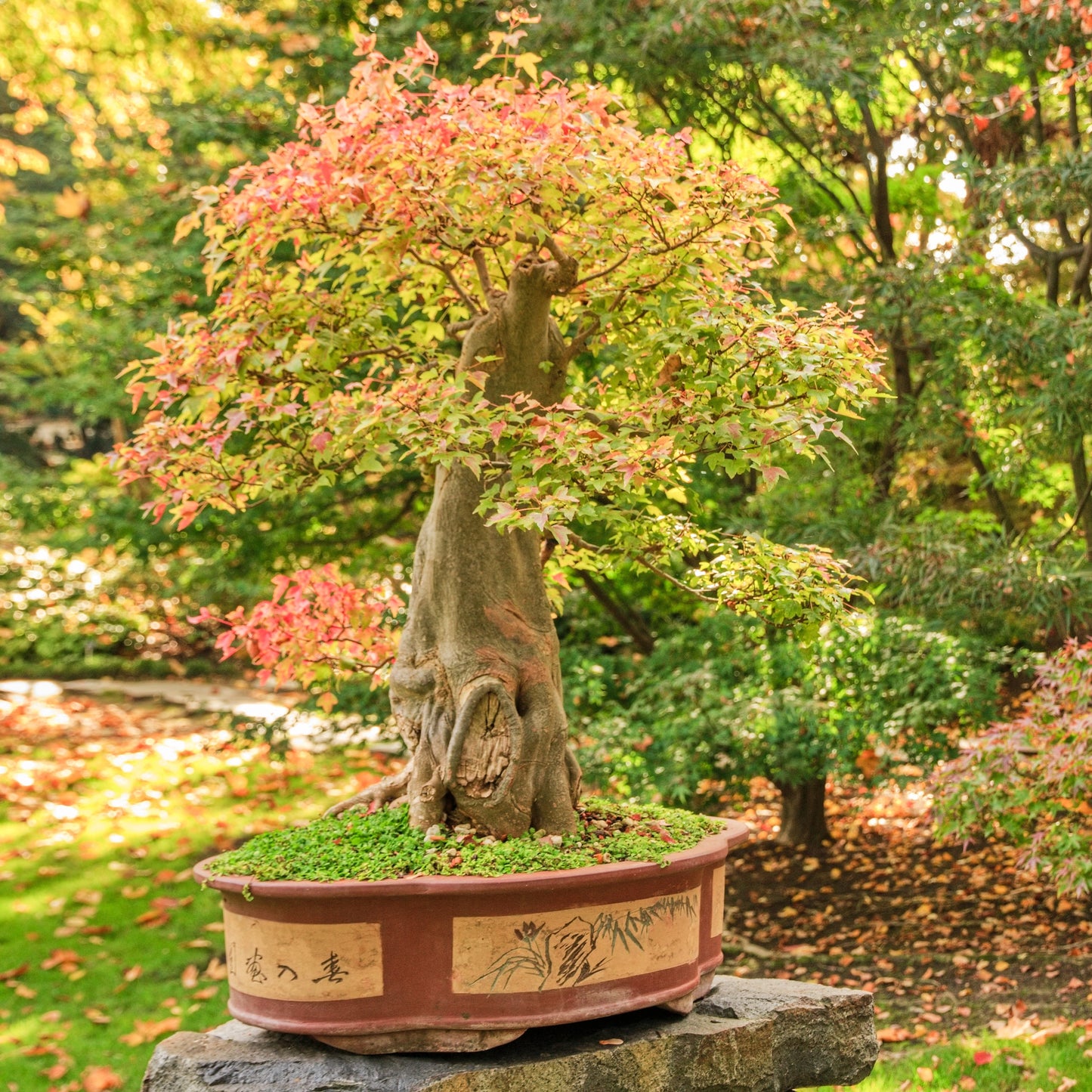 Trident Maple Tree - Shade Tree - Buy Online at Barely Rooted