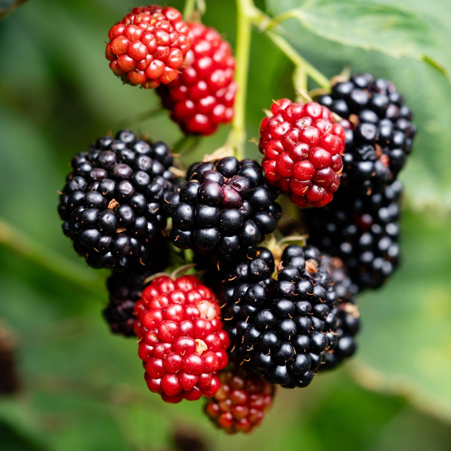 Triple Crown Blackberry - Berry Plants - Buy Online at Barely Rooted