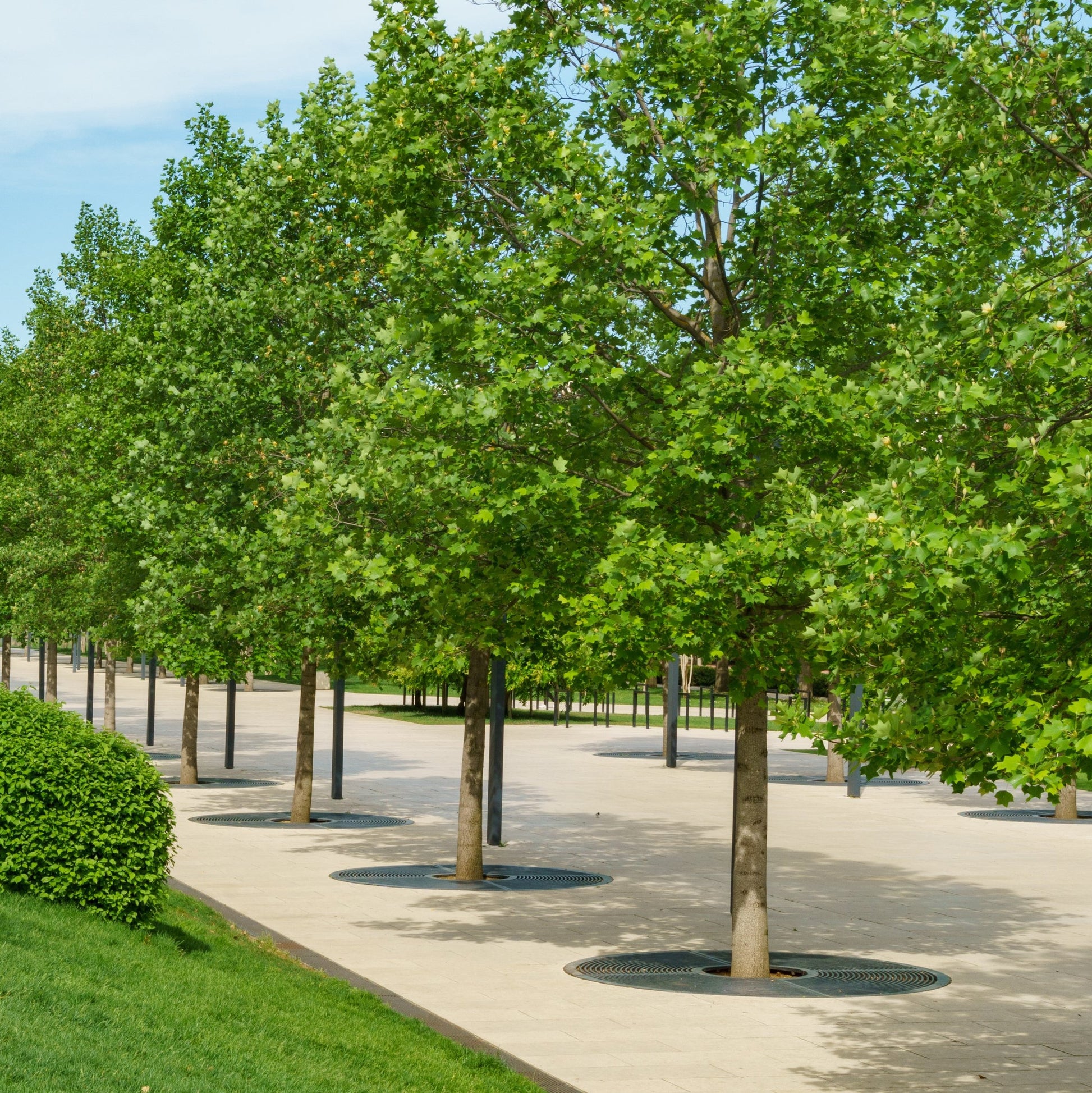 Tulip Poplar Tree - Flowering Tree - Buy Online at Barely Rooted