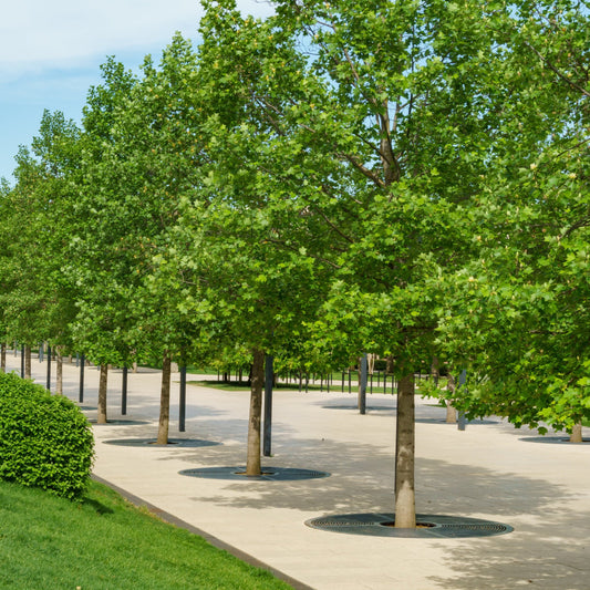 Tulip Poplar Tree - Flowering Tree - Buy Online at Barely Rooted
