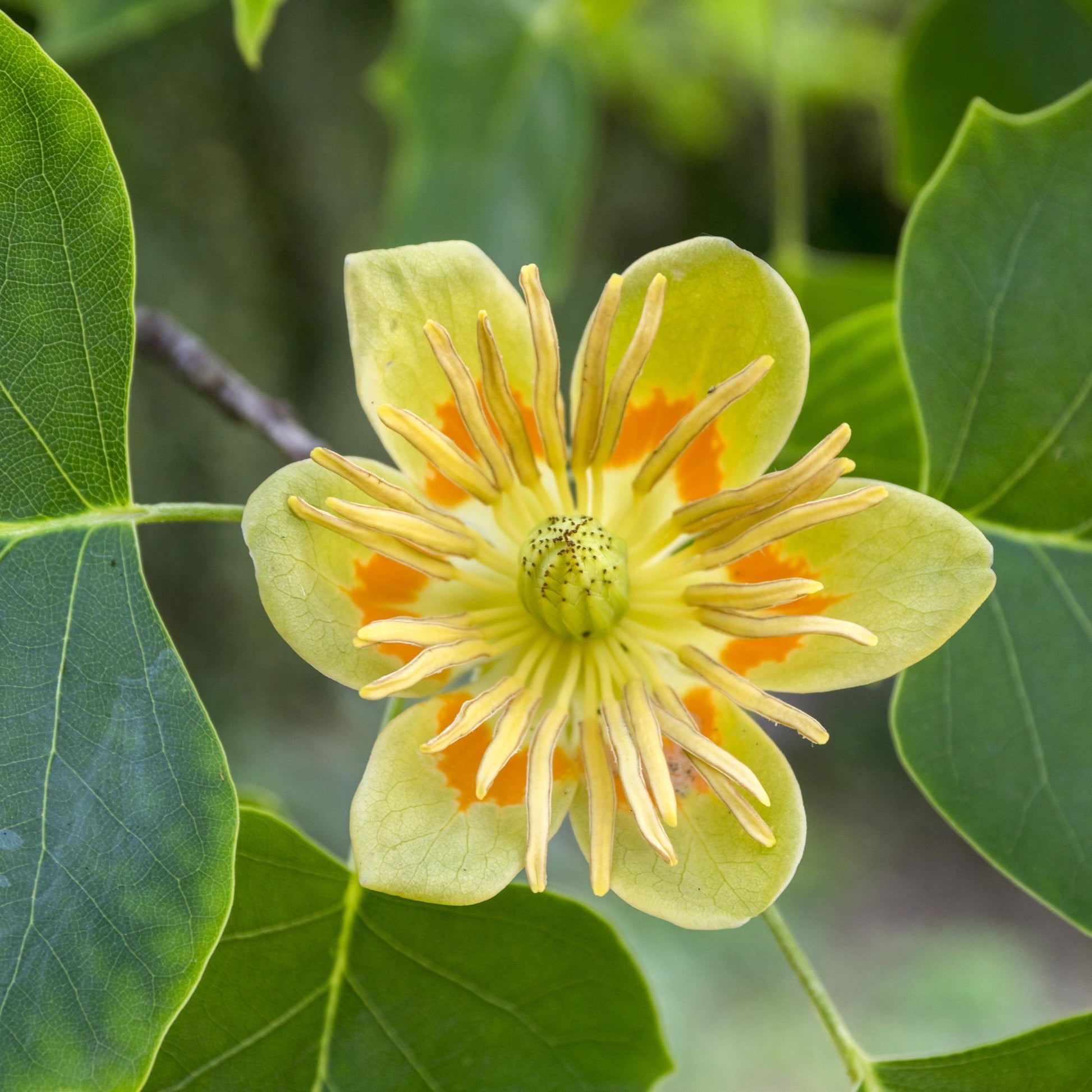 Tulip Poplar Tree - Flowering Tree - Buy Online at Barely Rooted