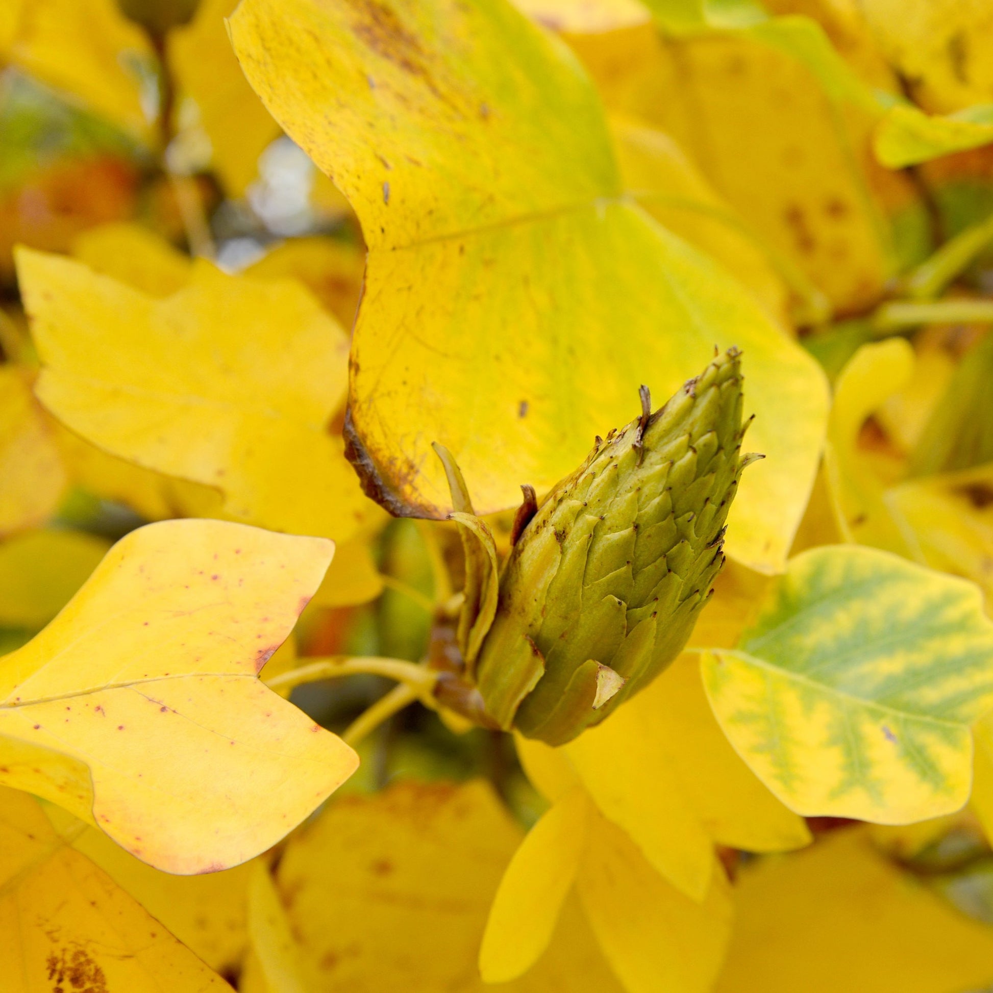 Tulip Poplar Tree - Flowering Tree - Buy Online at Barely Rooted