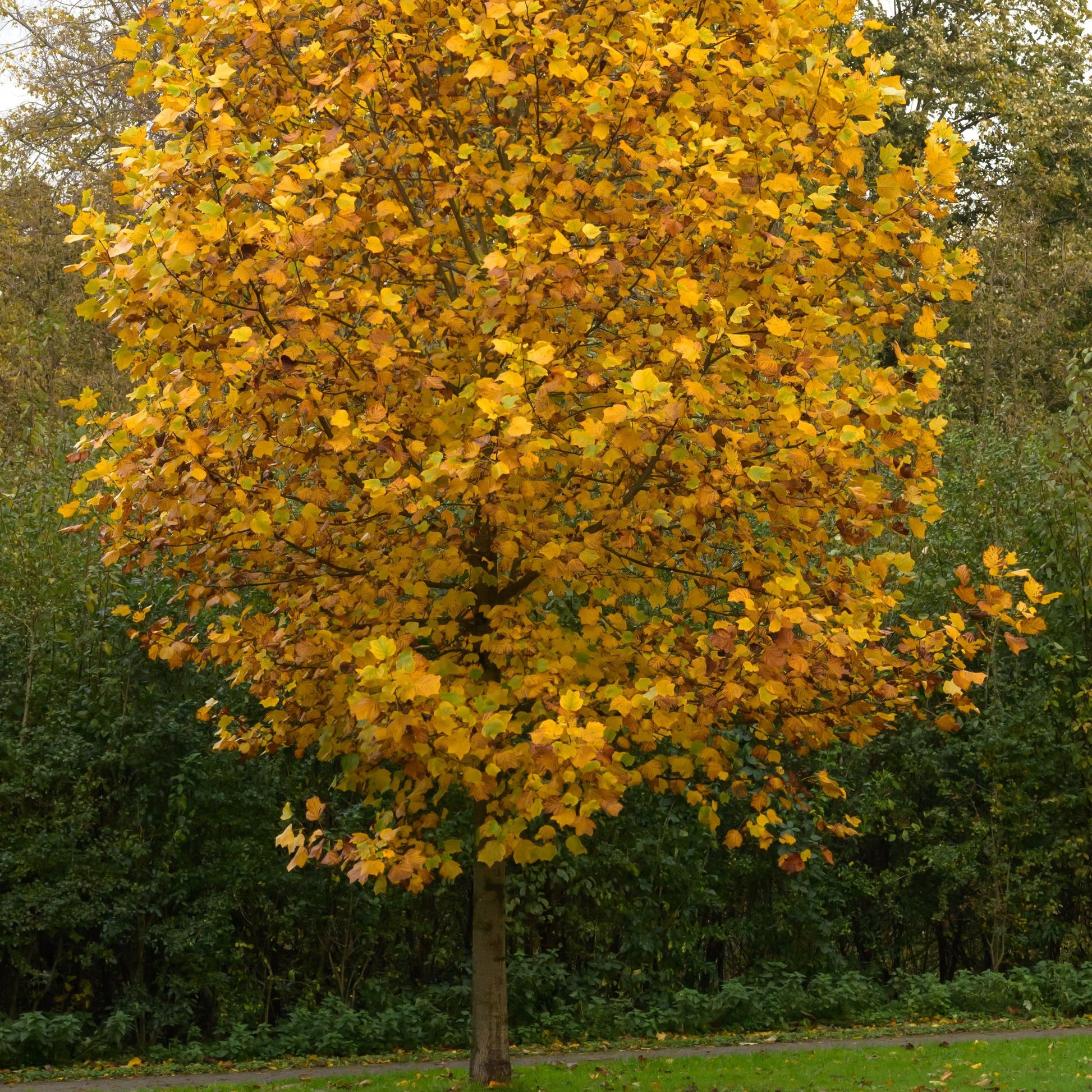 Tulip Poplar Tree - Flowering Tree - Buy Online at Barely Rooted