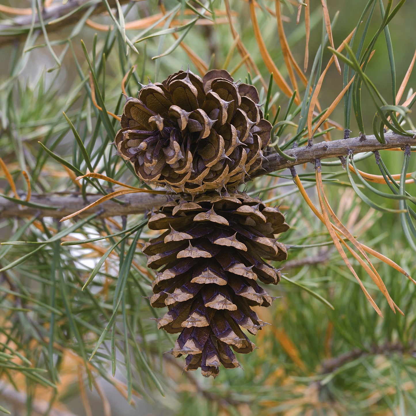 Virginia Pine Tree