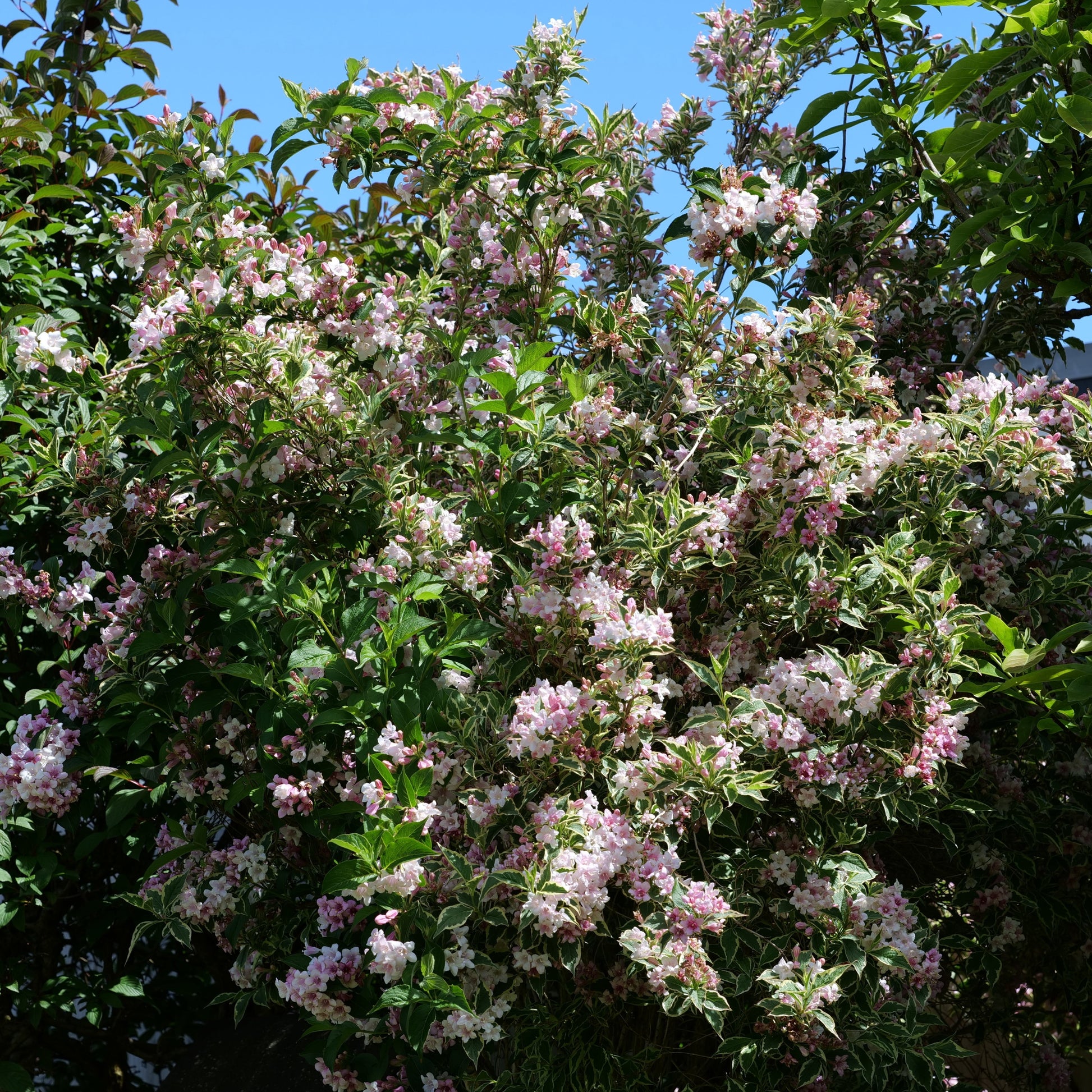 Variegated Weigela Bush - Flowering Shrub - Buy Online at Barely Rooted