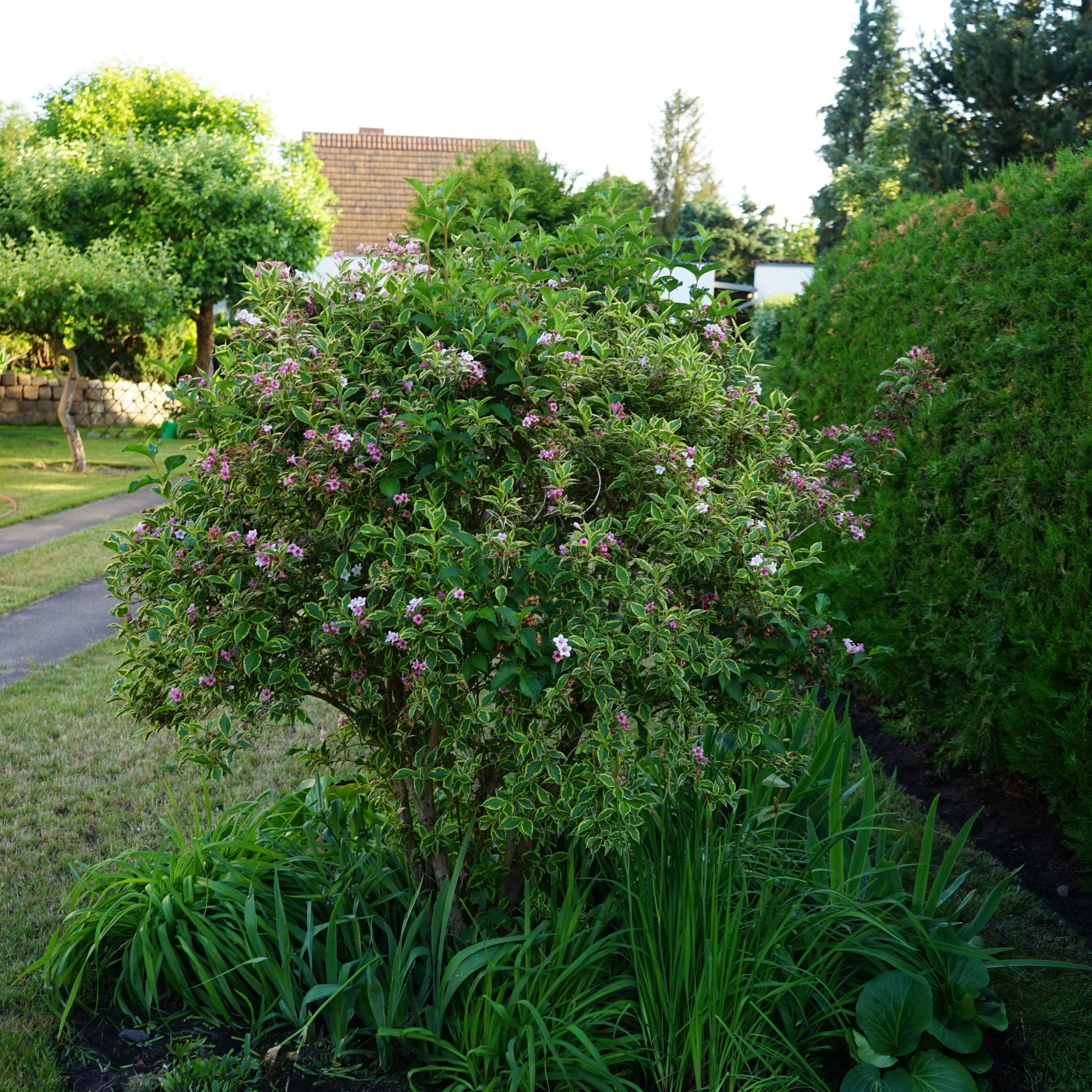 Variegated Weigela Bush - Flowering Shrub - Buy Online at Barely Rooted