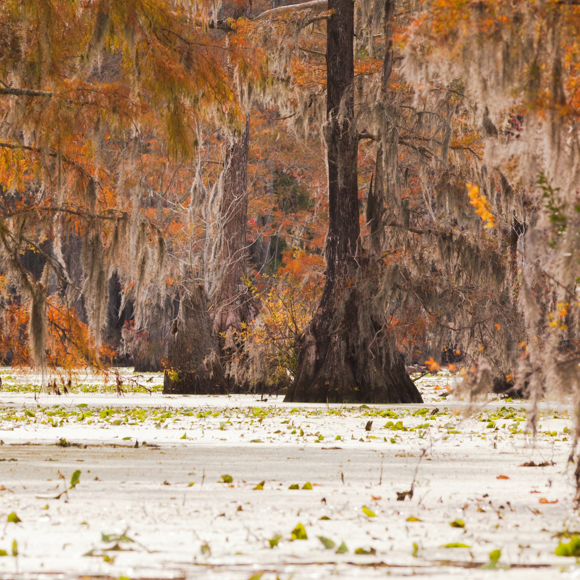 Water Tupelo Tree - Trees - Buy Online at Barely Rooted