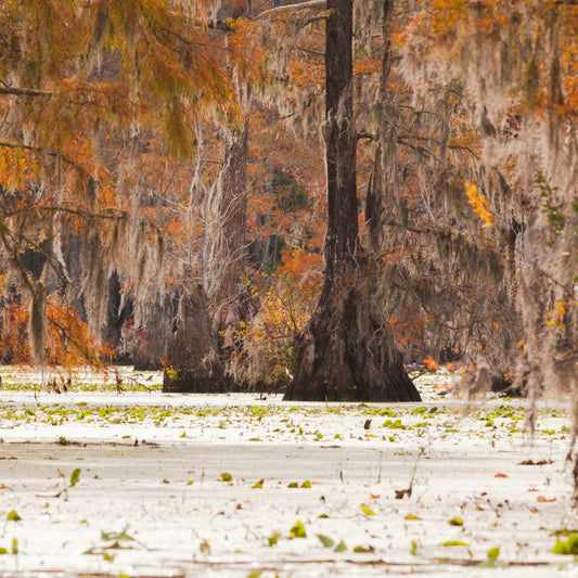 Water Tupelo Tree - Trees - Buy Online at Barely Rooted