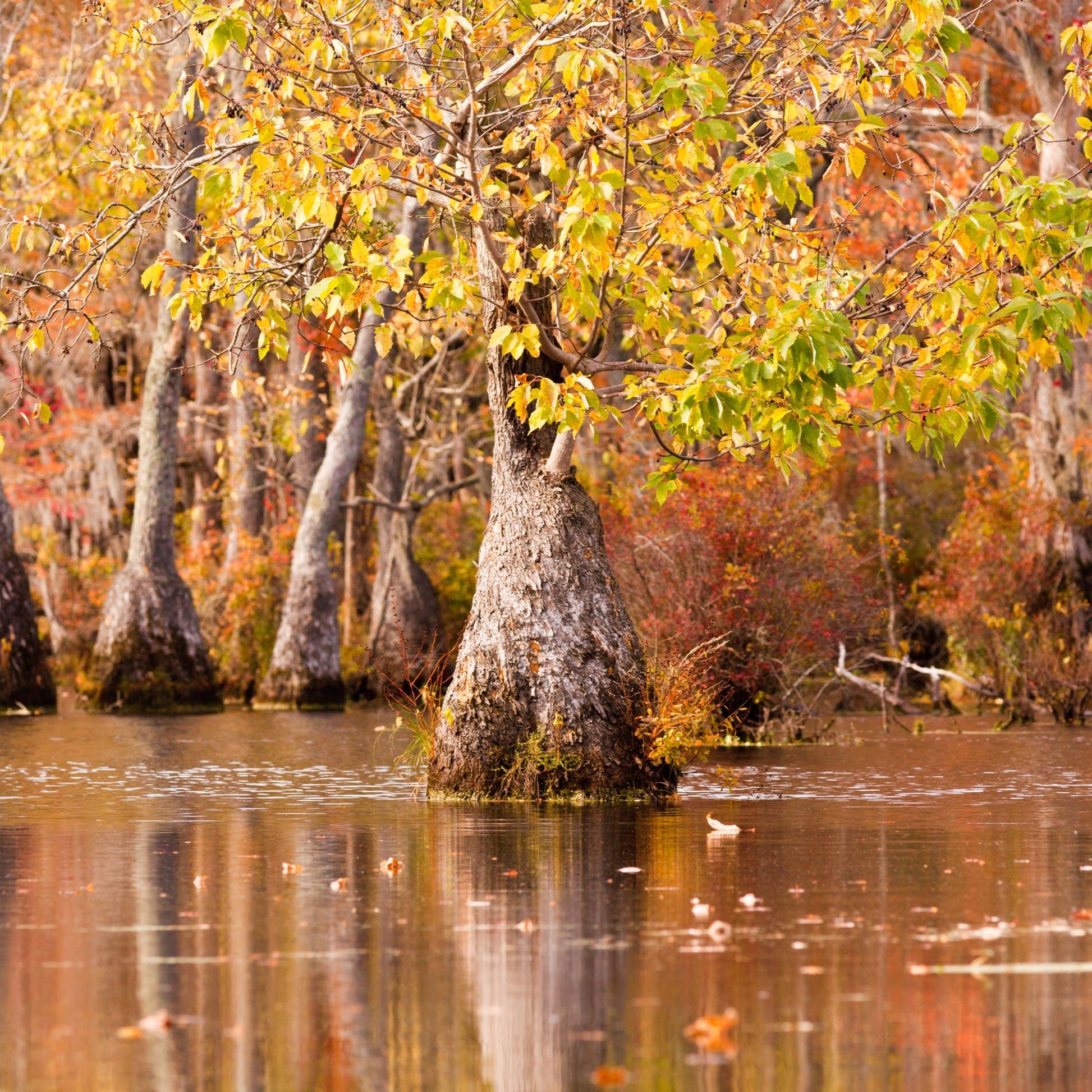 Water Tupelo Tree - Trees - Buy Online at Barely Rooted