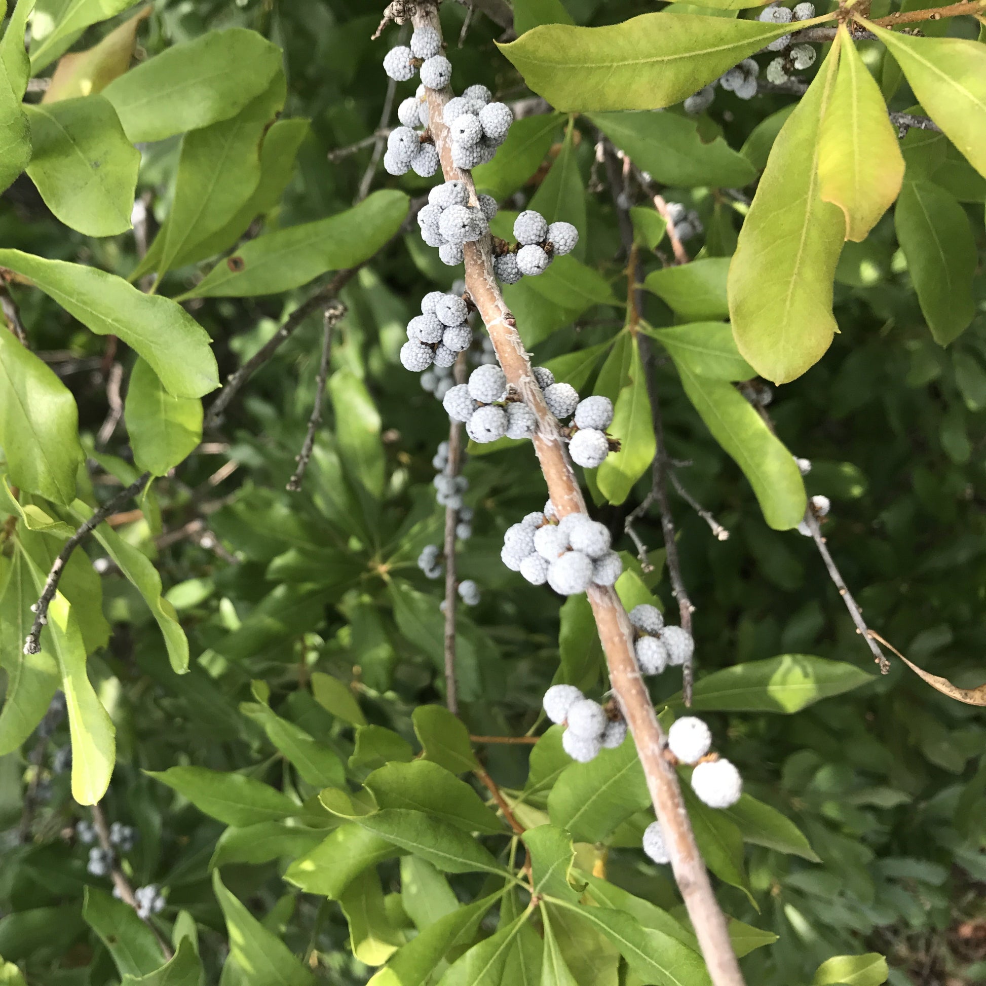 Southern Wax Myrtle Tree - Berry Plant - Buy Online at Barely Rooted