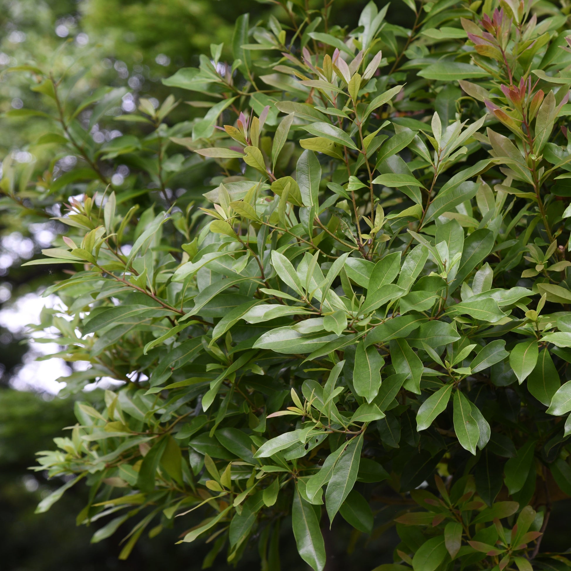 Southern Wax Myrtle Tree - Berry Plant - Buy Online at Barely Rooted