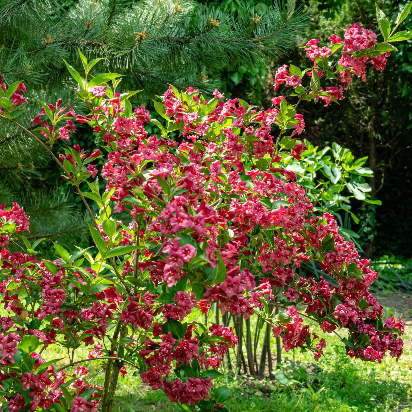 Red Prince Weigela Bush - Flowering Shrub - Buy Online at Barely Rooted