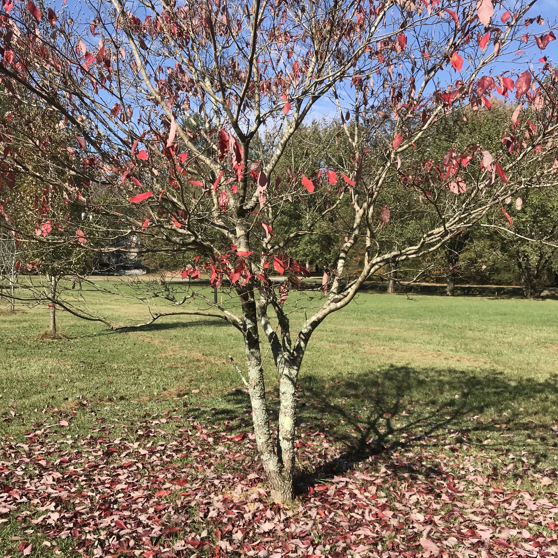 White Dogwood Tree - Flowering Tree - Buy Online at Barely Rooted