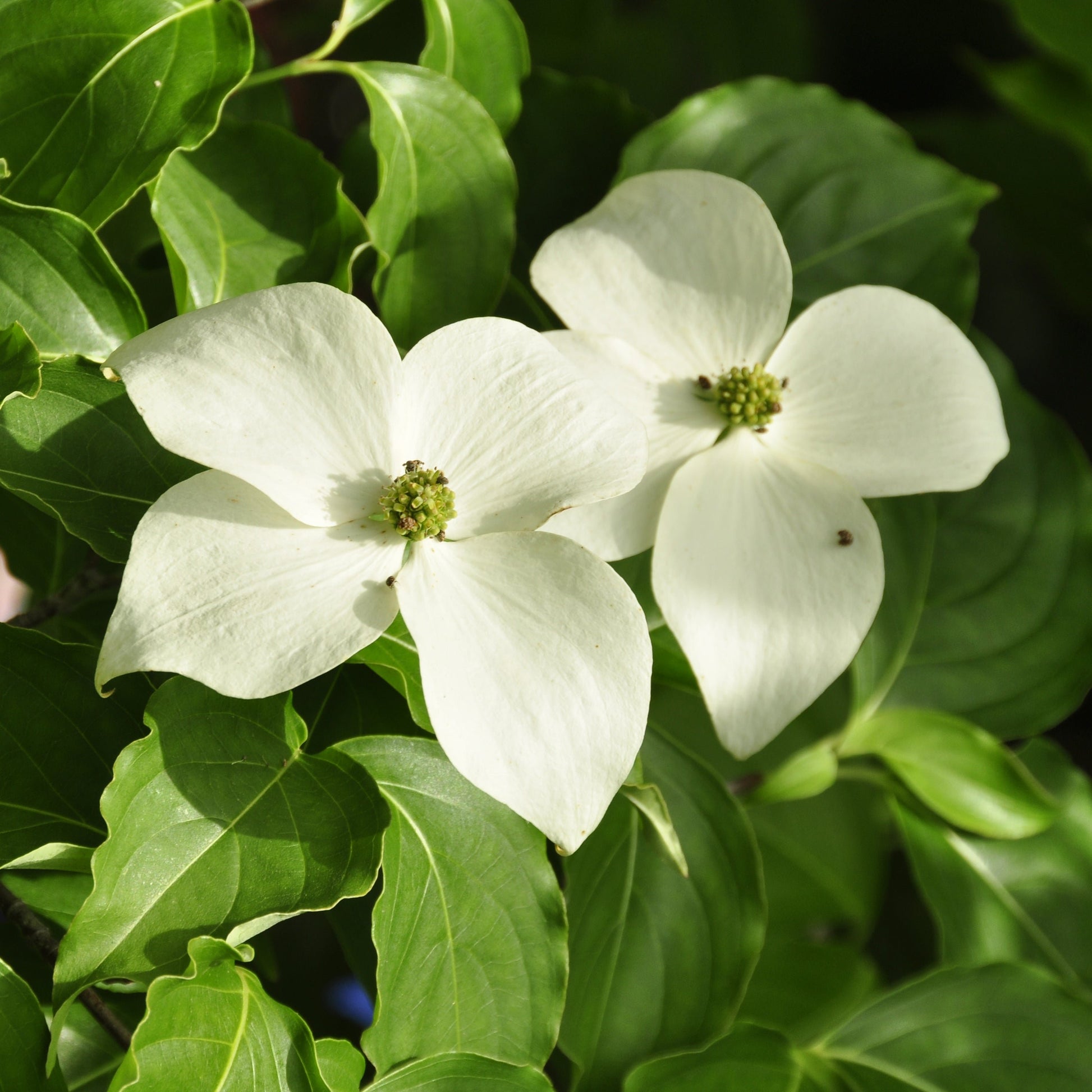 White Dogwood Tree - Flowering Tree - Buy Online at Barely Rooted