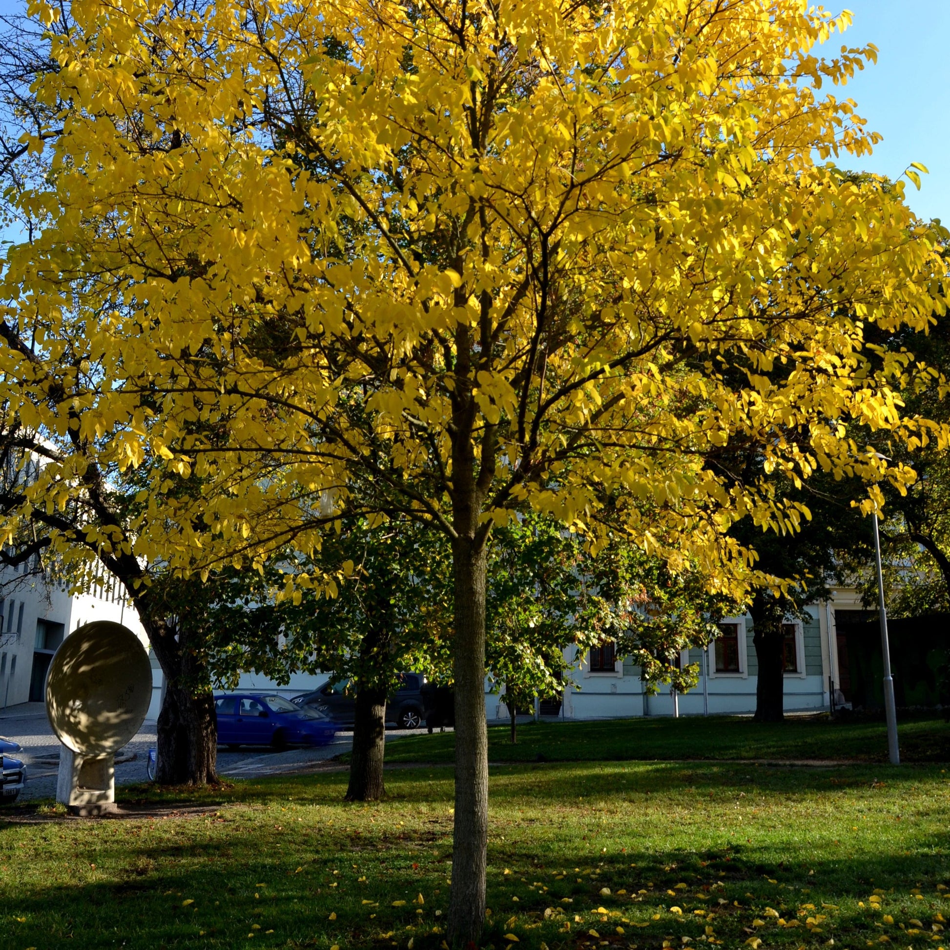 White Mulberry Tree - Fruit Tree - Buy Online at Barely Rooted