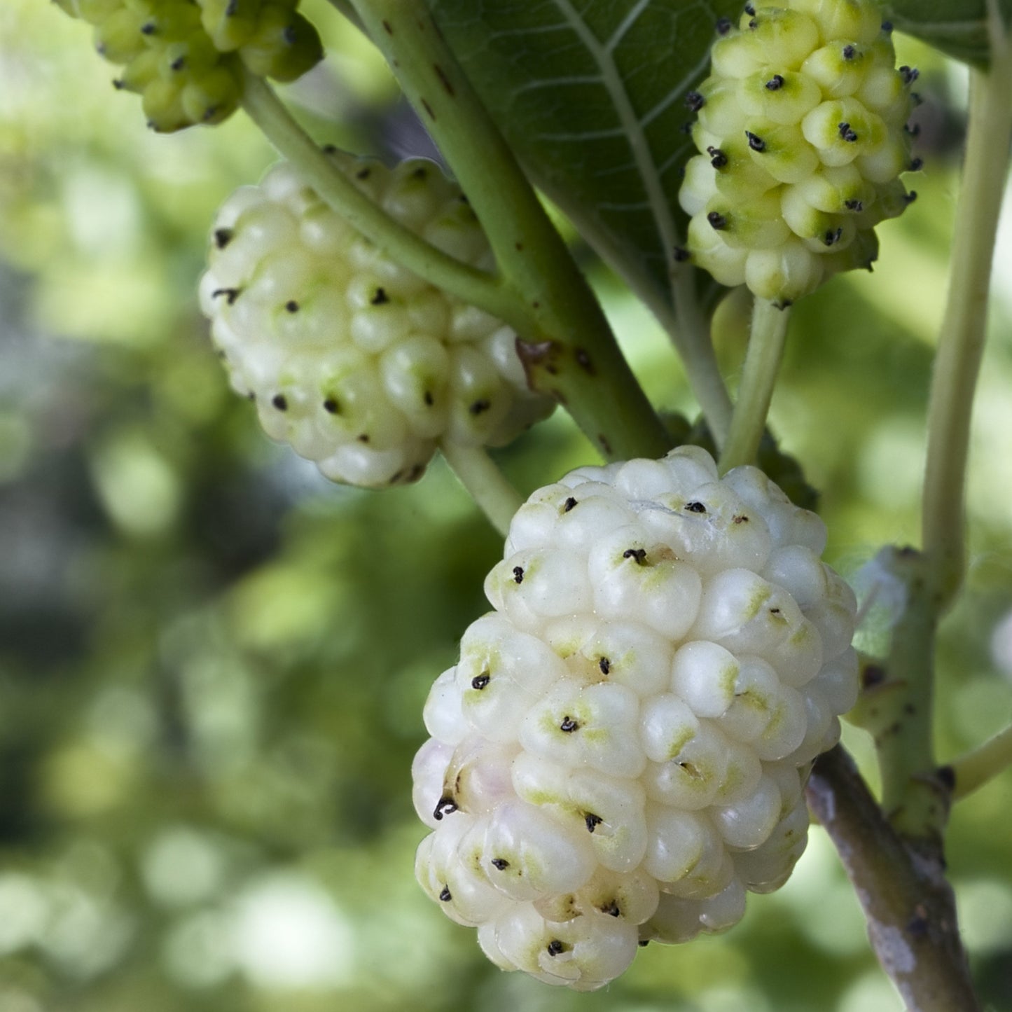 White Mulberry Tree - Fruit Tree - Buy Online at Barely Rooted