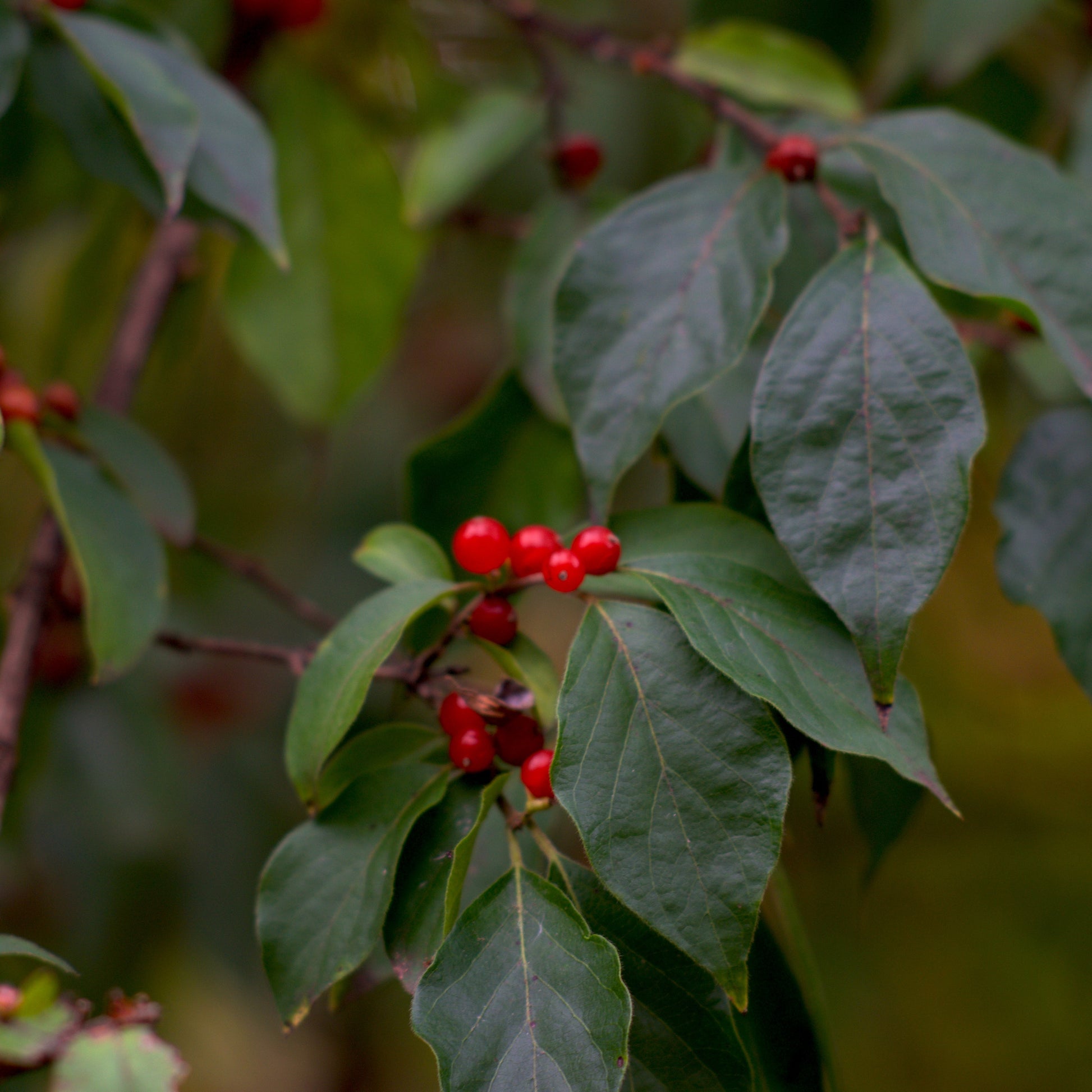 Winterberry Holly Shrub - Evergreen Shrub - Buy Online at Barely Rooted