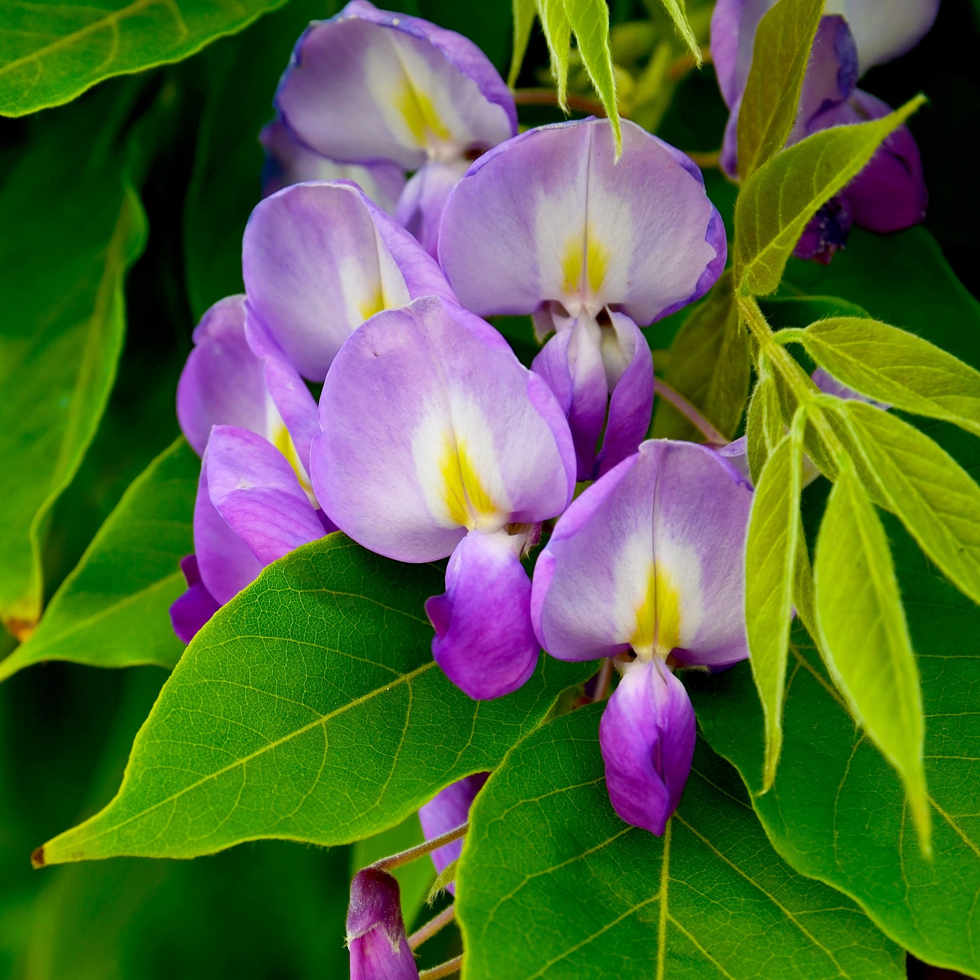 Chinese Wisteria - Vine - Buy Online at Barely Rooted