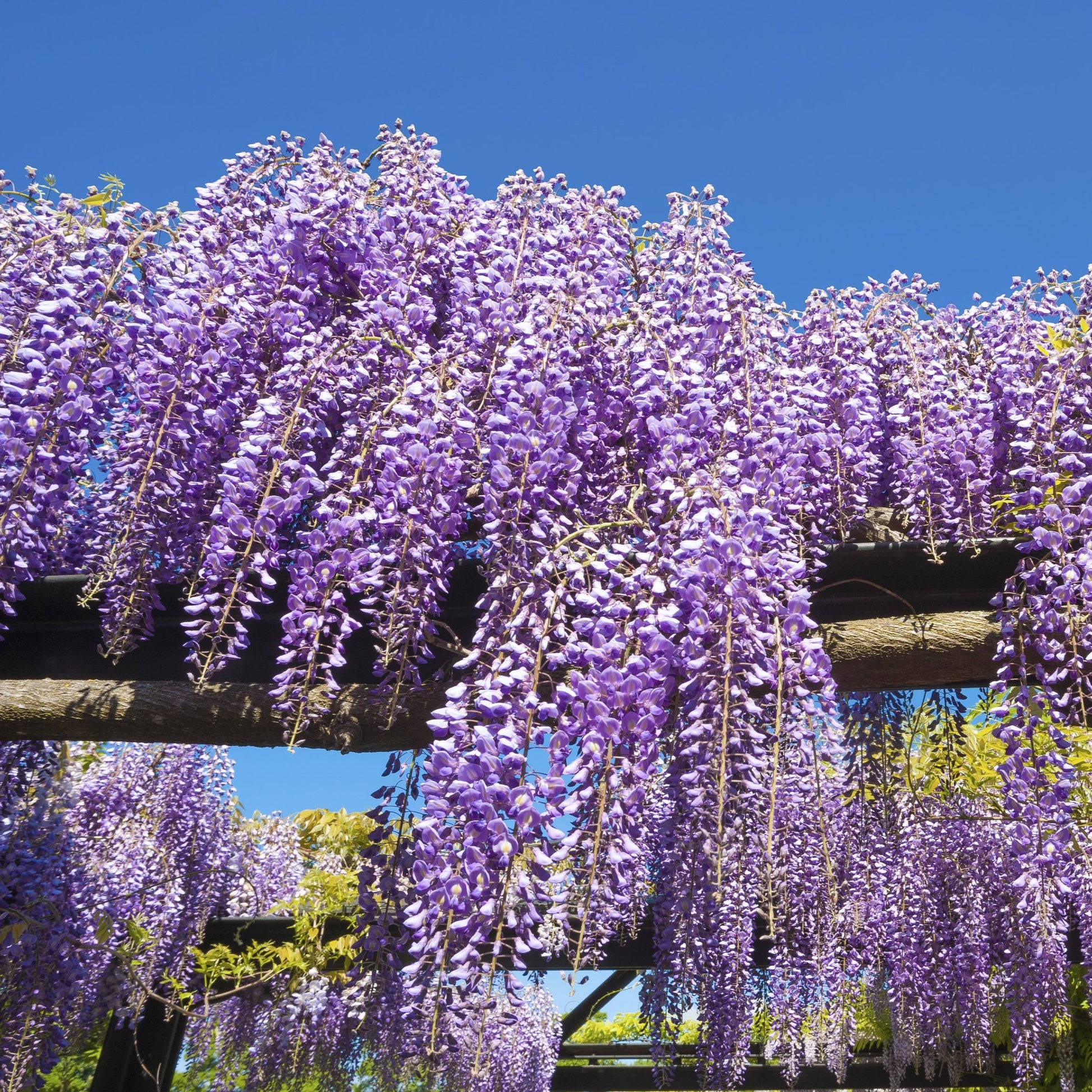 Chinese Wisteria - Vine - Buy Online at Barely Rooted
