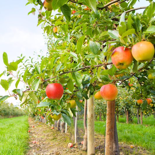 Wolf River Apple Tree - Fruit Tree - Buy Online at Barely Rooted