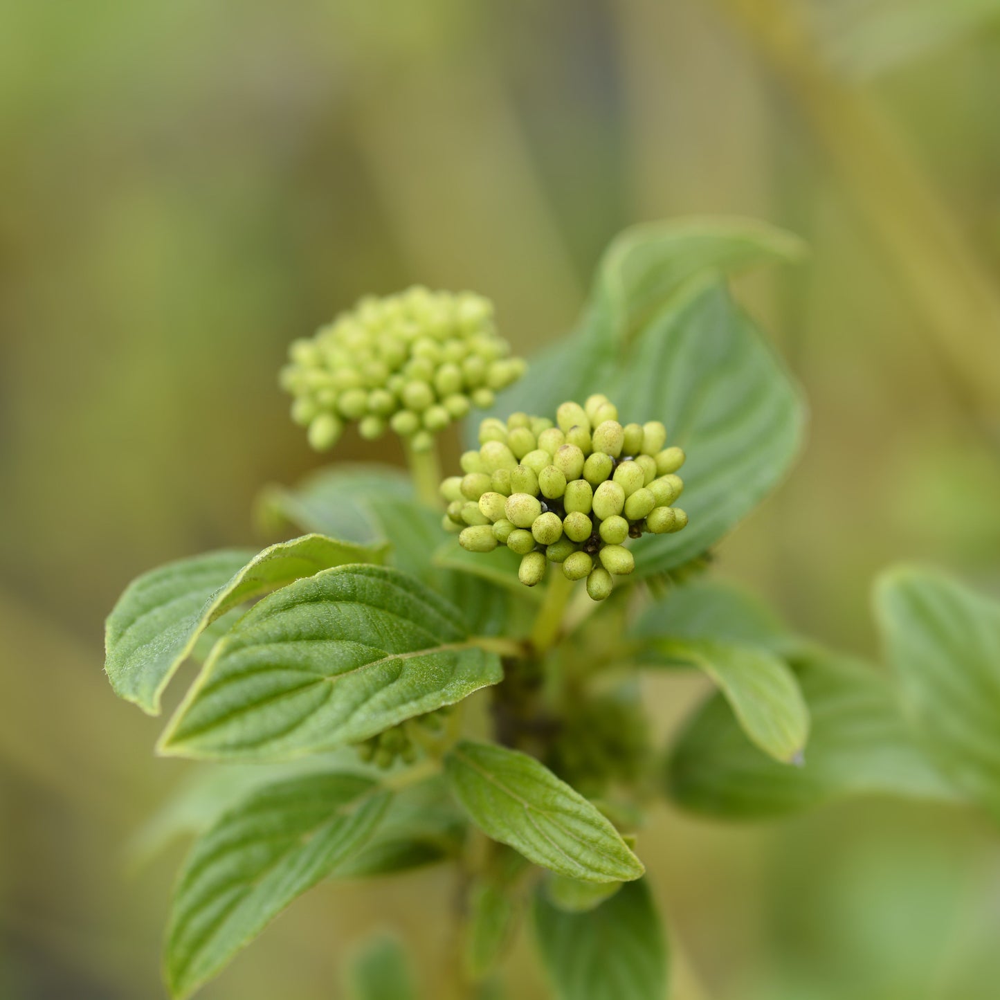 Yellow Twig Dogwood Shrub