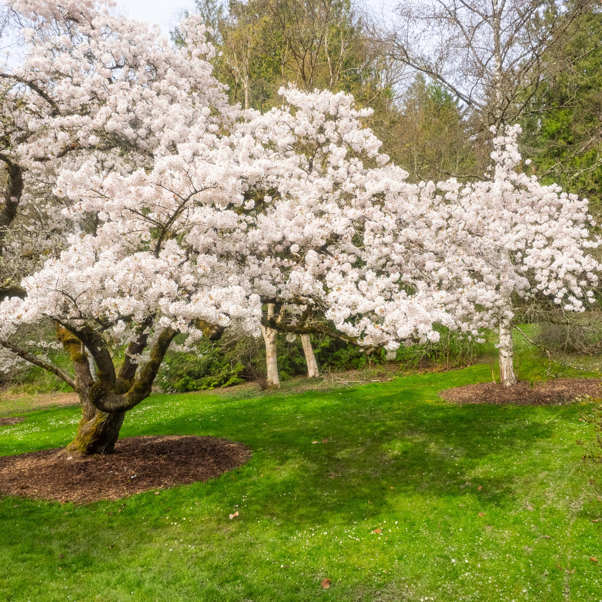 Yoshino Cherry Tree - Bare Root - Buy Online at Barely Rooted