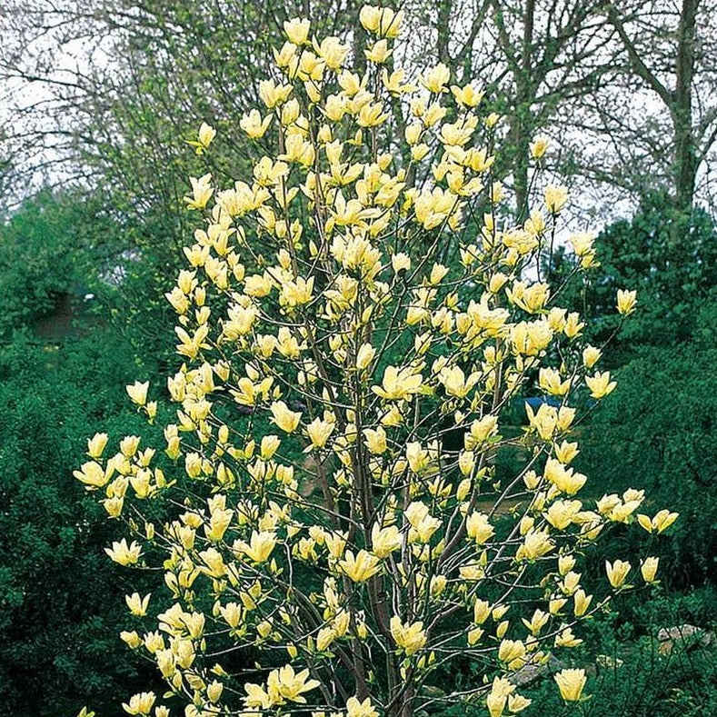 Yellow Bird Magnolia Tree - Flowering Shrub - Buy Online at Barely Rooted
