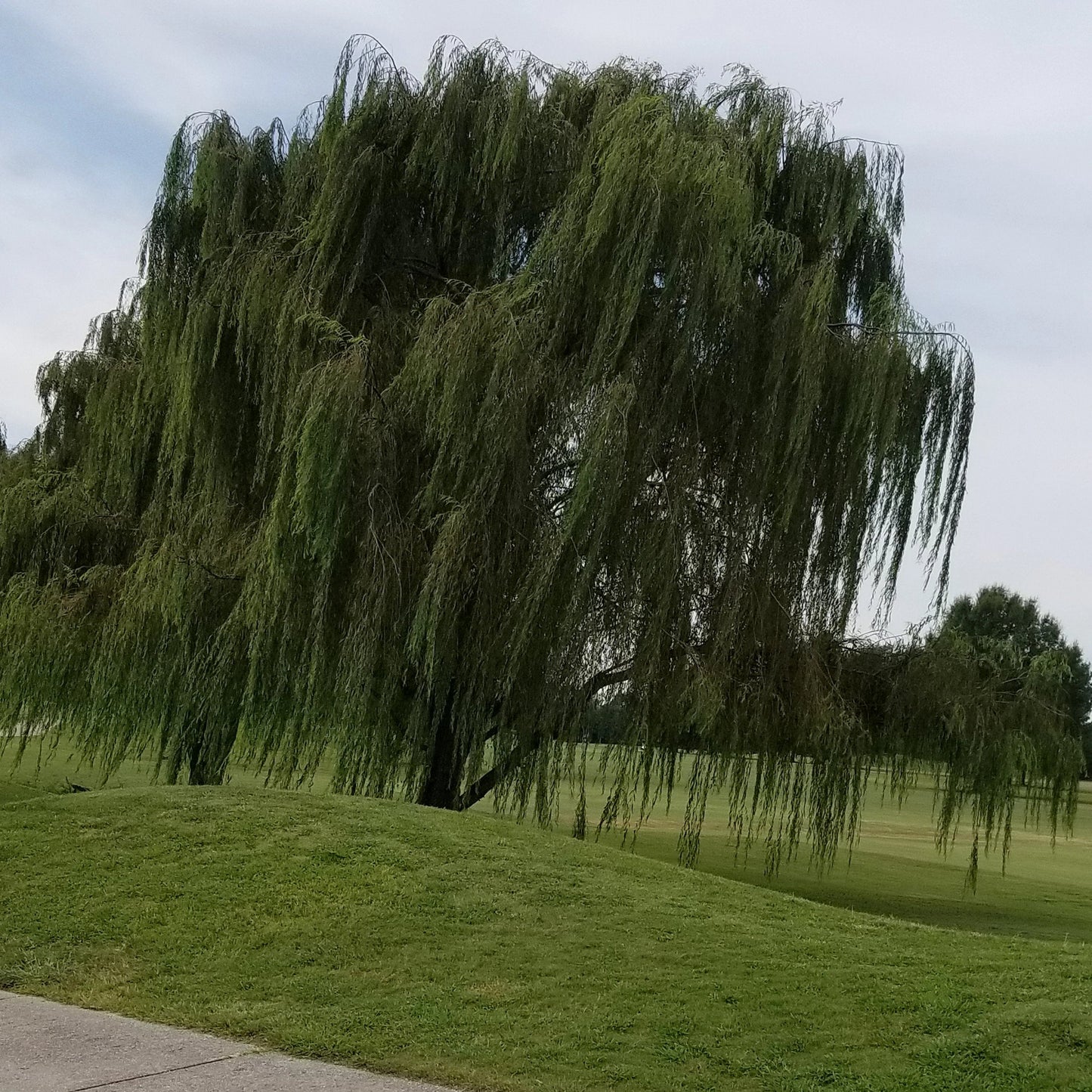 Weeping Willow Tree