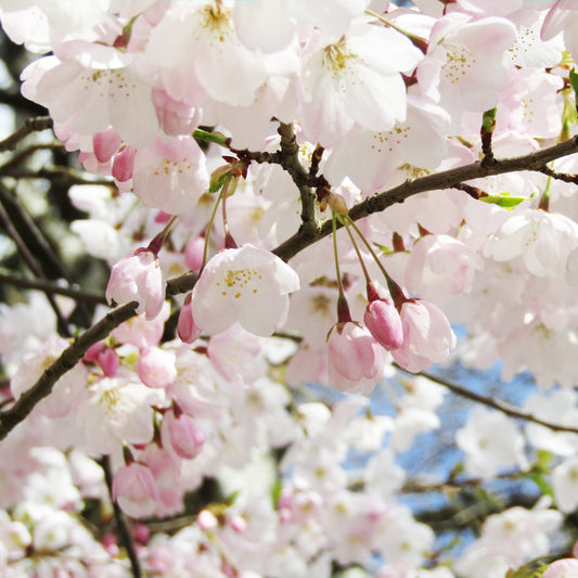 Akebono Cherry Tree - Flowering Tree - Buy Online at Barely Rooted
