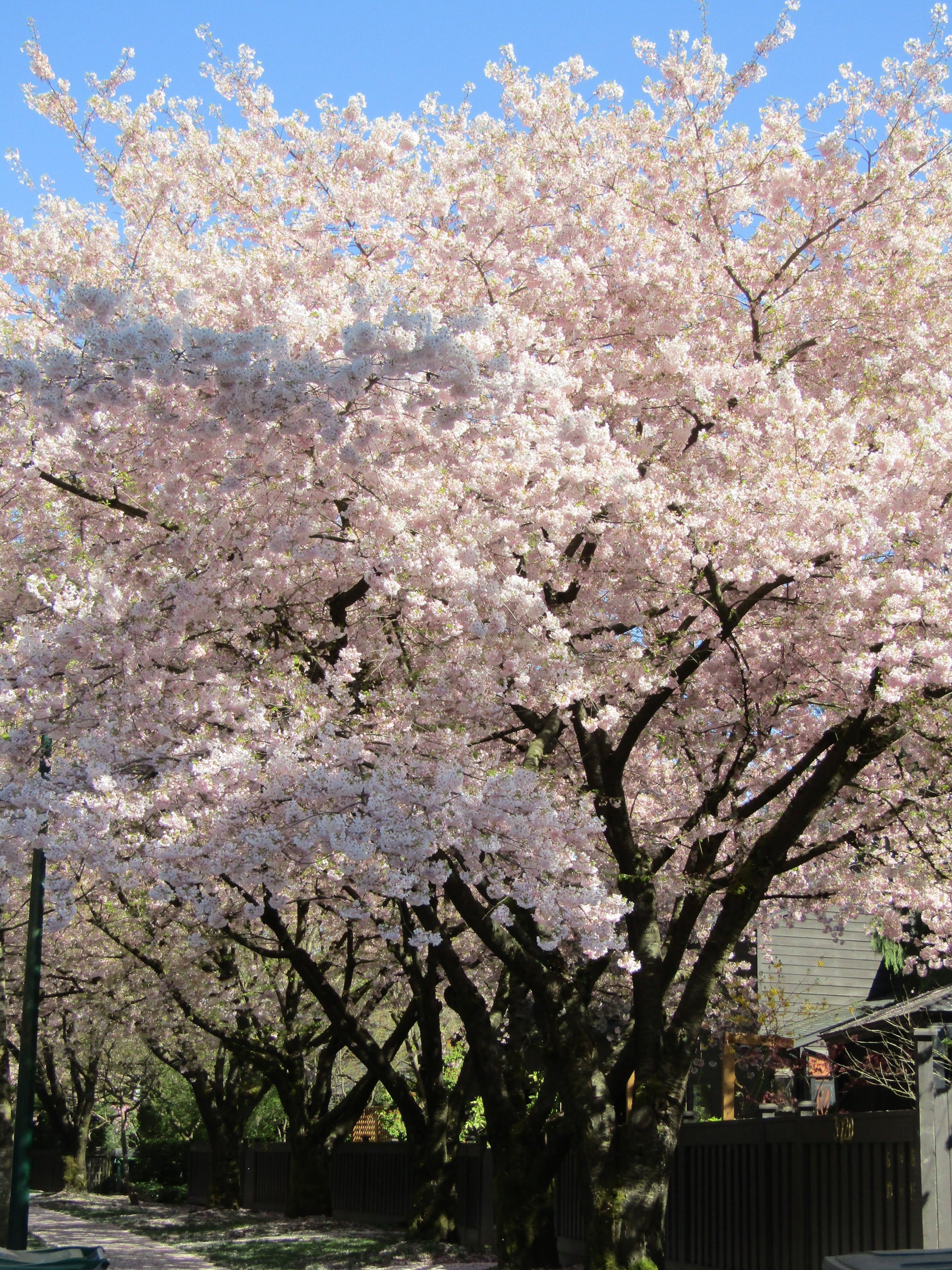 Akebono Cherry Tree - Flowering Tree - Buy Online at Barely Rooted
