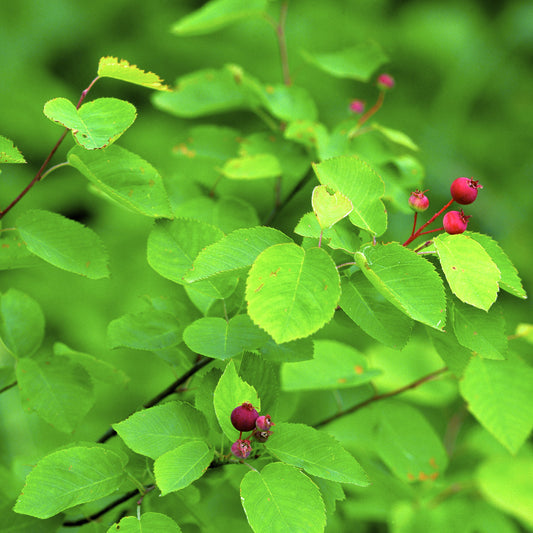 Allegheny Serviceberry Tree - Fruit Tree - Buy Online at Barely Rooted