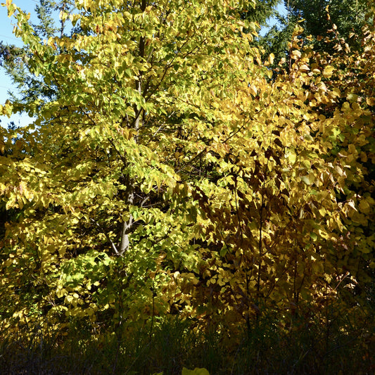 American Basswood Tree