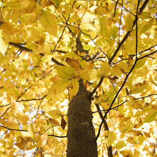 American Beech Tree - Shade Tree - Buy Online at Barely Rooted