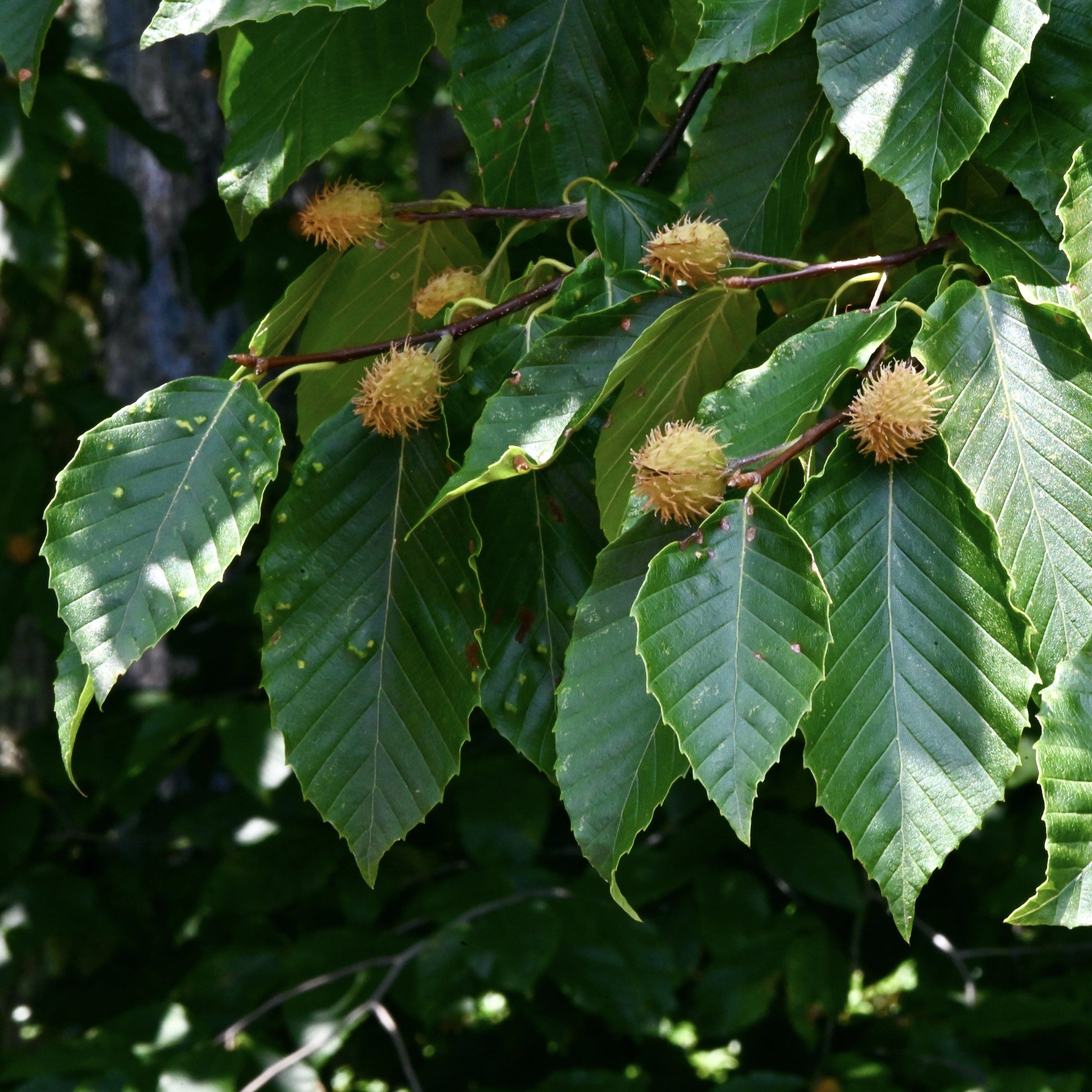 American Beech Tree - Shade Tree - Buy Online at Barely Rooted